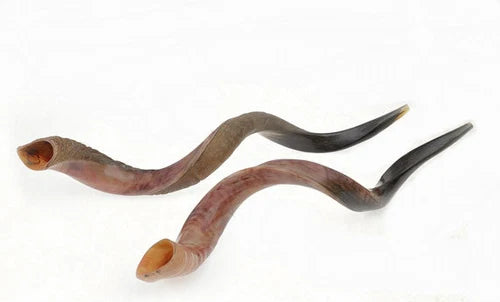 Yemenite Shofar SH5 Jumbo