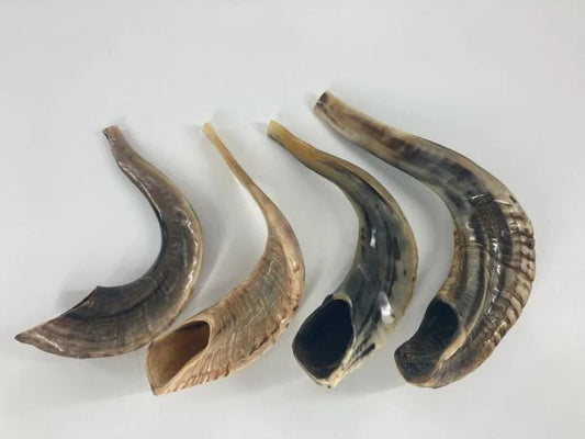 Badatz Shofar (Ram Horn) Extra - Large #5